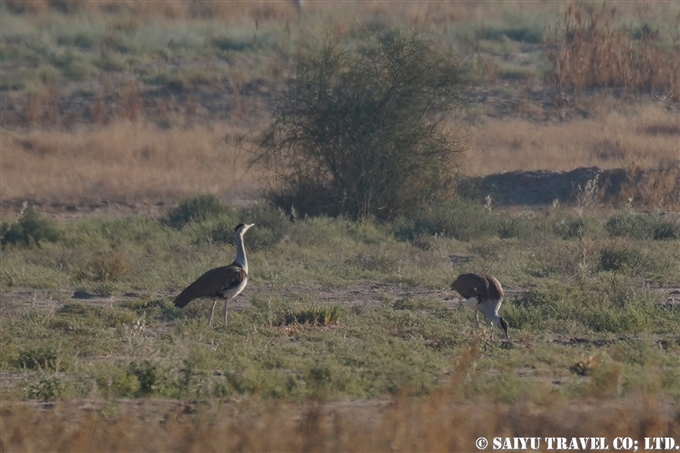 インドオオノガン Great Indian Bustard ラジャスタン Desert National Park (6)