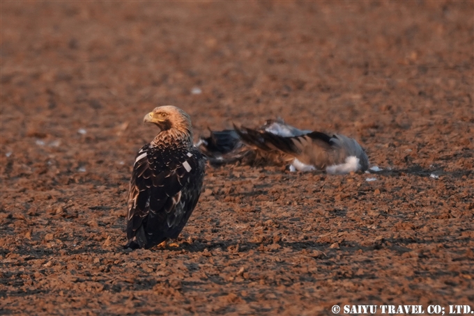 カタシロワシ Eastern Imperial Eagle 小カッチ湿地　Little Rann of Kutch グジャラート (7)