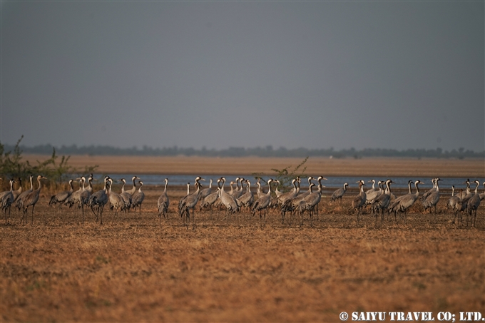 Common Crane クロヅル　Grus Grus 小カッチ湿地　Little Rann of Kutch (1)