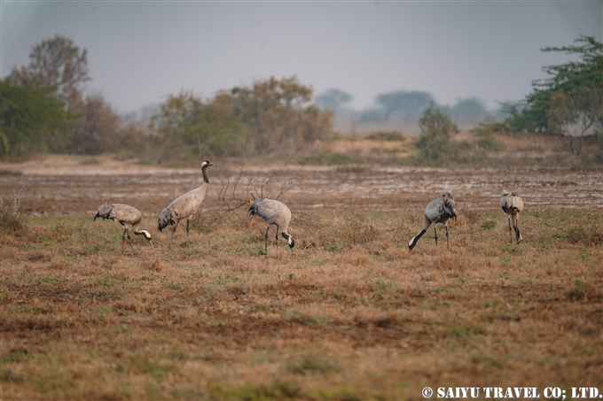 Common Crane クロヅル　Grus Grus 小カッチ湿地　Little Rann of Kutch (3)