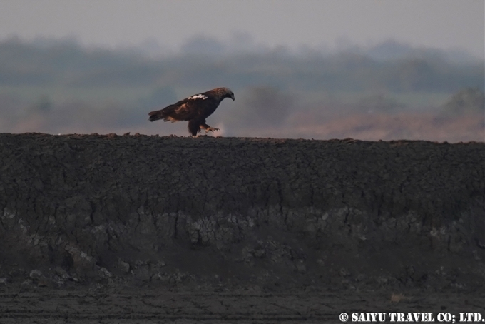 カタシロワシ Eastern Imperial Eagle 小カッチ湿地　Little Rann of Kutch グジャラート (6)