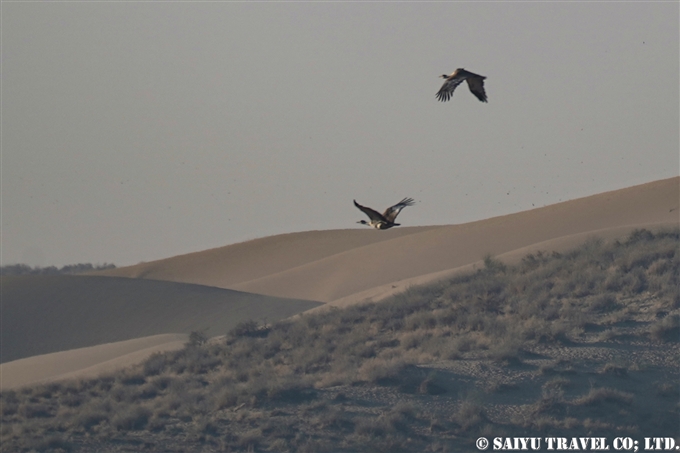 インドオオノガン Great Indian Bustard ラジャスタン Desert National Park (2)