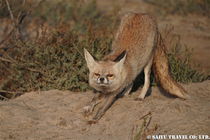 シロアシギツネ、White-footed fox、Vulpes vulpes pusilla、小カッチ湿地、Little Rann of Kutch (2)