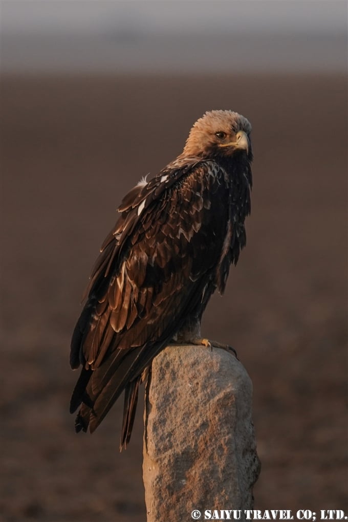 カタシロワシ Eastern Imperial Eagle 小カッチ湿地　Little Rann of Kutch グジャラート (2)