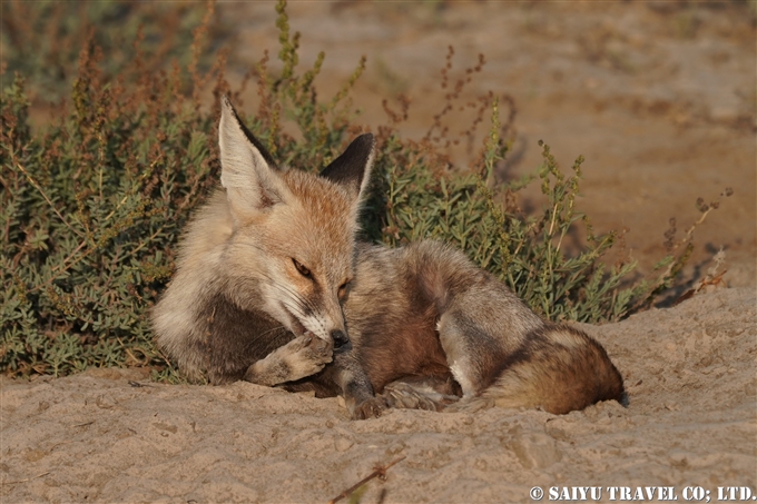 シロアシギツネ、White-footed fox、Vulpes vulpes pusilla、小カッチ湿地、Little Rann of Kutch (3)