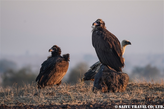 ヒマラヤハゲワシ、クロハゲワシ、Himalayan Vulture 、Cinereous Vulture、Desert National Park Rajasthan ラジャスタン　デザート国立公園 (1)
