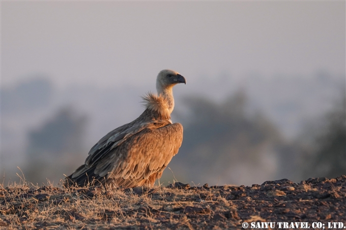 ヒマラヤハゲワシ、クロハゲワシ、Himalayan Vulture 、Cinereous Vulture、Desert National Park Rajasthan ラジャスタン　デザート国立公園 (2)