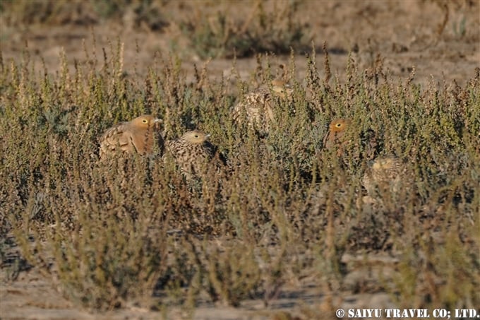 チャバラサケイ　Chestnut-bellied Sandgrouse　小カッチ湿地　Little Rann of Kutch グジャラート (1)