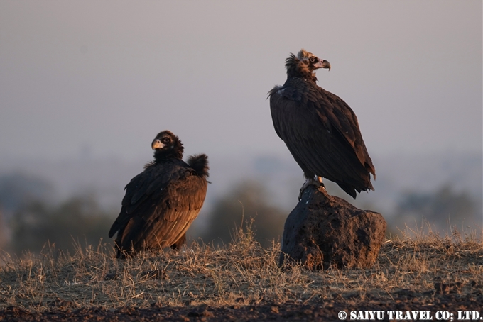 ヒマラヤハゲワシ、クロハゲワシ、Himalayan Vulture 、Cinereous Vulture、Desert National Park Rajasthan ラジャスタン　デザート国立公園 (3)