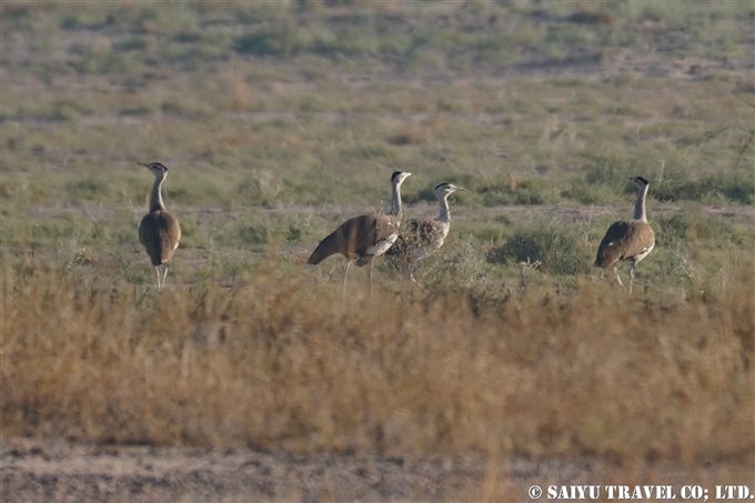 インドオオノガン Great Indian Bustard ラジャスタン Desert National Park (5)