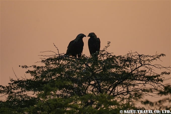 カタシロワシ Eastern Imperial Eagle 小カッチ湿地　Little Rann of Kutch グジャラート (3)