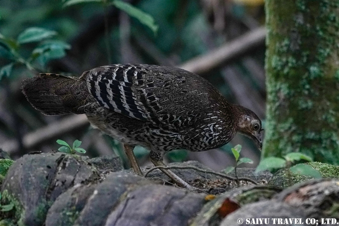 スリランカ固有種　セロンヤケイ Sri Lanha Junglefowl スリランカ　バードウォッチング (2)