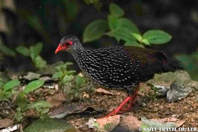 スリランカ固有種　セイロンケズメシャコ Sri Lanka Sourfowl スリランカ　バードウォッチング (3)