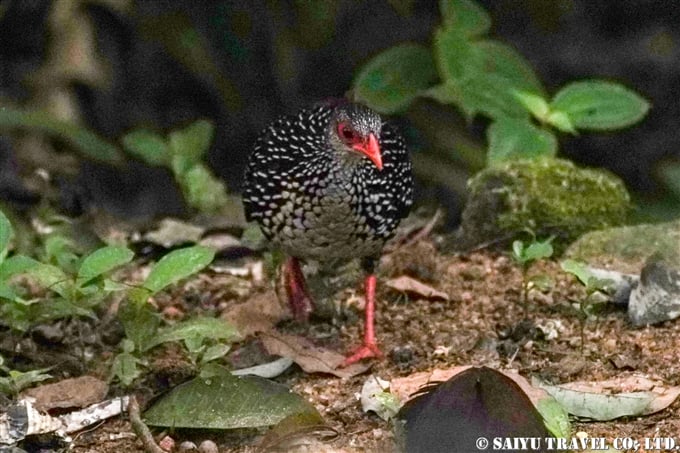 スリランカ固有種　セイロンケズメシャコ Sri Lanka Sourfowl スリランカ　バードウォッチング (1)