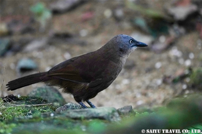 セロンガビチョウ　スリランカ固有種　Ashy-headed Laughingthrush スリランカ　バードウォッチング (3)