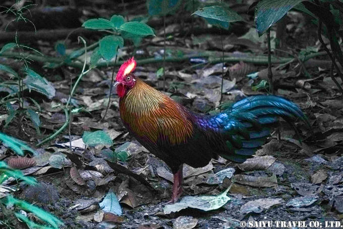 スリランカ固有種　セロンヤケイ Sri Lanha Junglefowl スリランカ　バードウォッチング