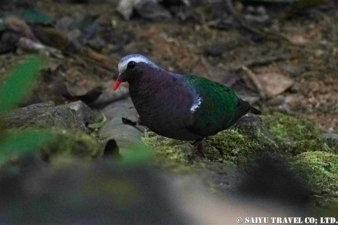 キンバト Emerald Dove スリランカ　バードウォッチング