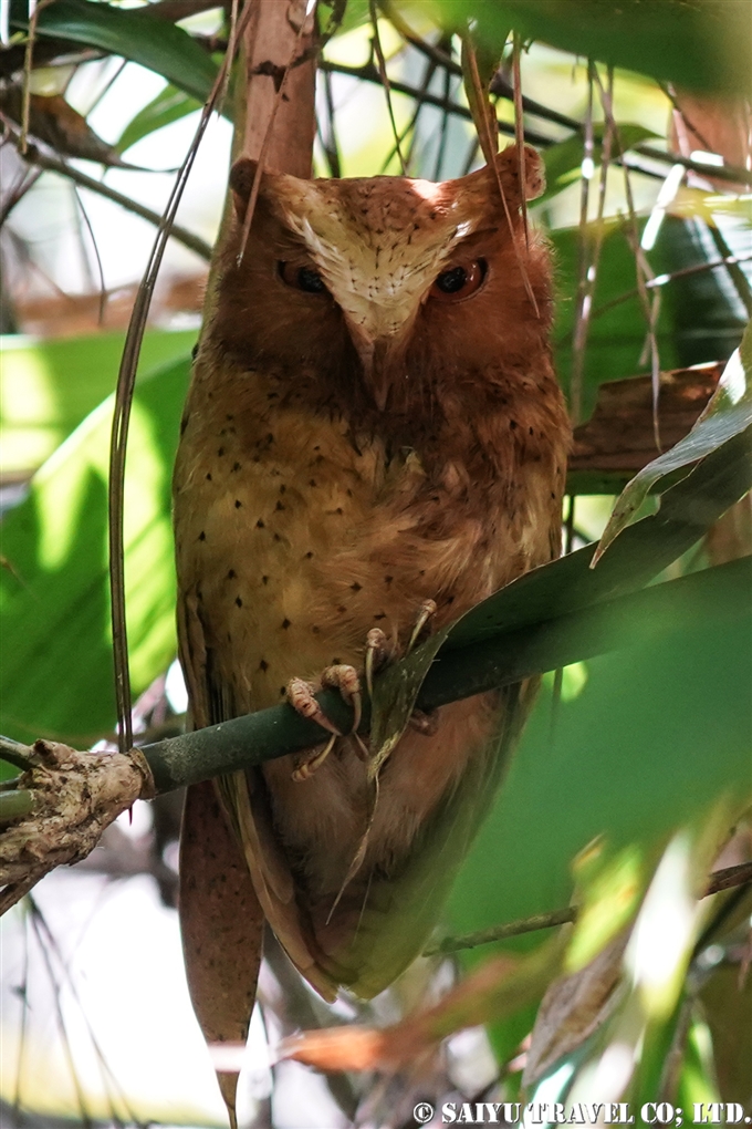 セレンディブコノハズク　Serendib scops owl　スリランカ固有種 (2)