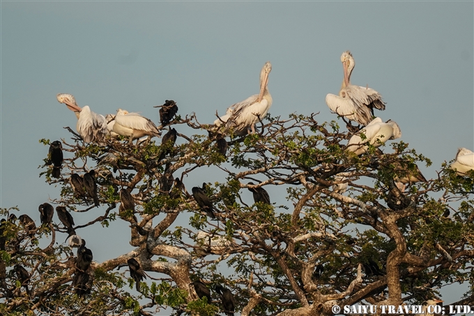 ホシバシペリカン　Spot-billed Pelican Tissa Lake ティッサ湖 (2)