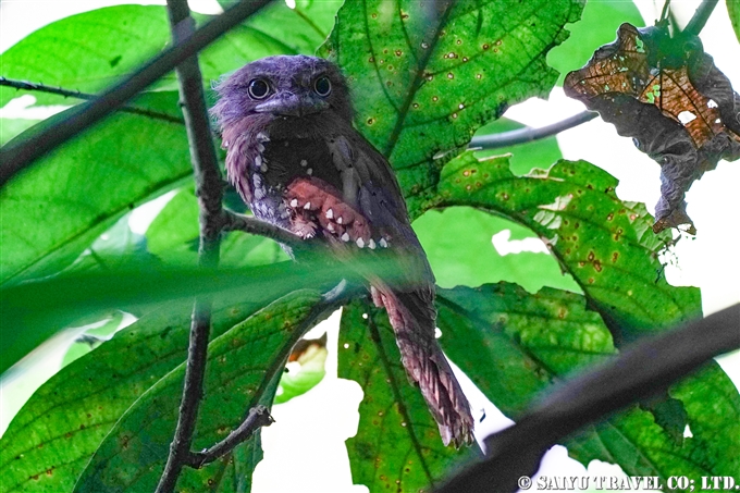 セイロンガマグチヨタカ　Sri Lanka frogmouth　 Ceylon frogmouth　 (5)