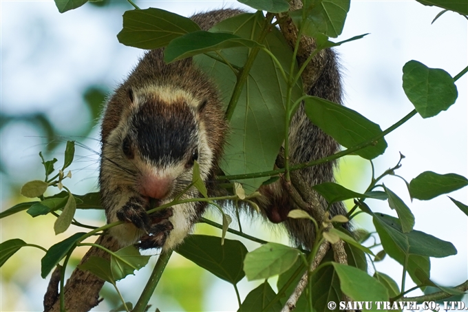 シモフリオオリス　Grizzled giant squirrel　カウダラ国立公園　Kaudulla National Park (7)