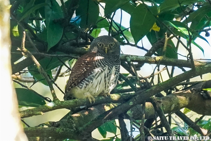 クリスズメフクロウ　Chestnut-backed owlet　スリランカ固有種 (2)