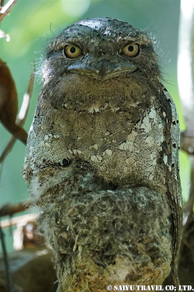 セイロンガマグチヨタカ　巣　オス　雛　Sri Lanka frogmouth　 Ceylon frogmouth (5)