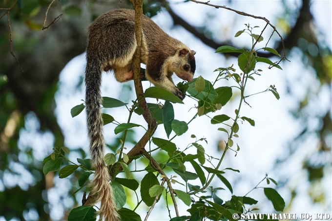 シモフリオオリス　Grizzled giant squirrel　カウダラ国立公園　Kaudulla National Park (2)