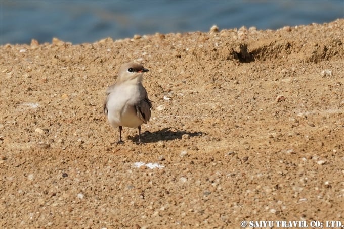 Small Pratincole　ヒメツバメチドリ 　Bundala National Park　ブンダラ国立公園(3)