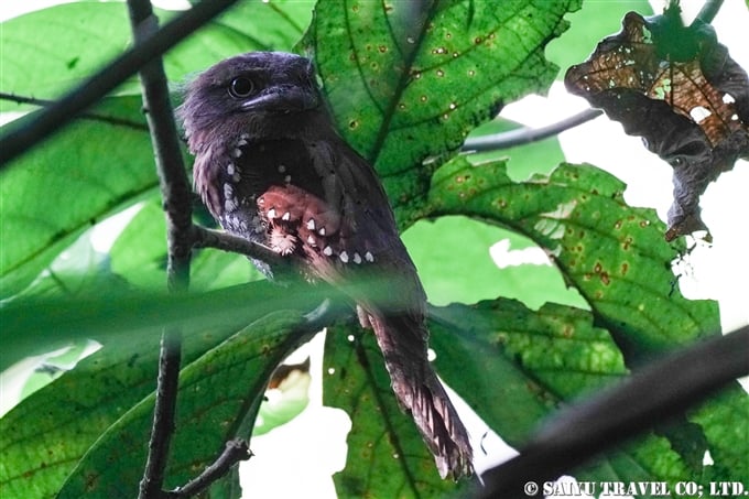 セイロンガマグチヨタカ　Sri Lanka frogmouth　 Ceylon frogmouth　 (4)