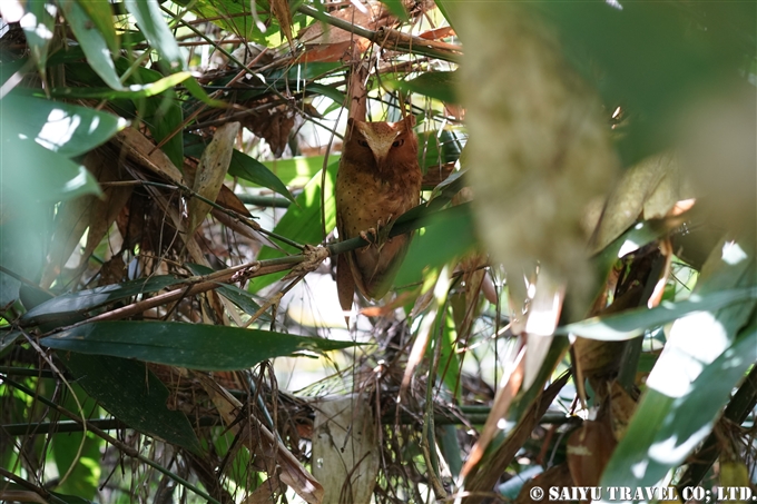 セレンディブコノハズク　Serendib scops owl　スリランカ固有種 (4)