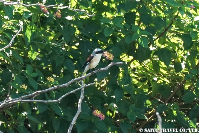 クロビタイセアカモズ Bay-backed Shrike ブンダラ国立公園 Bundala National Park (1)