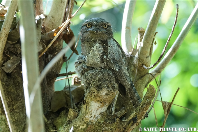 セイロンガマグチヨタカ　巣　オス　雛　Sri Lanka frogmouth　 Ceylon frogmouth (1)