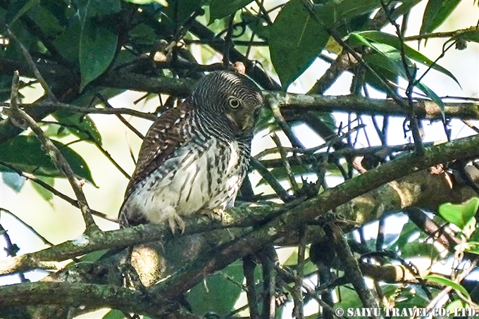 クリスズメフクロウ　Chestnut-backed owlet　スリランカ固有種 (1)