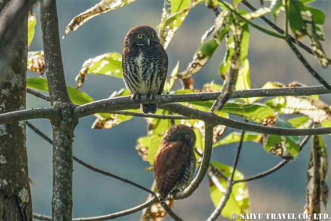 クリスズメフクロウ　Chestnut-backed owlet　スリランカ固有種 (3)