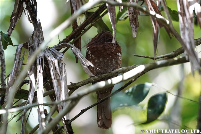 セイロンガマグチヨタカ　Sri Lanka frogmouth　 Ceylon frogmouth　 (6)