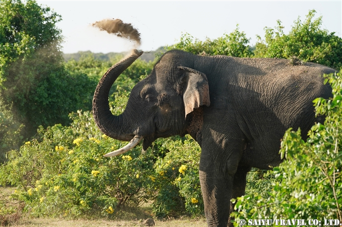 スリランカゾウ セイロンゾウ Sri Lanka Elephant ブンダラ国立公園 Bundala National Park (3)