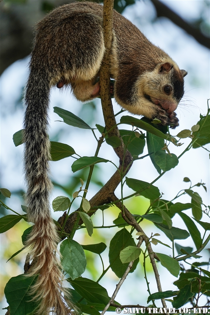 シモフリオオリス　Grizzled giant squirrel　カウダラ国立公園　Kaudulla National Park (4)