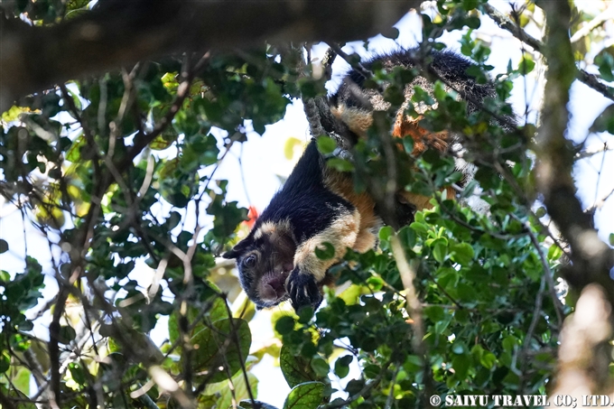 シモフリオオリス　Grizzled giant squirrel　ホートン・プレインズ国立公園 Horton Plains National Park (1)