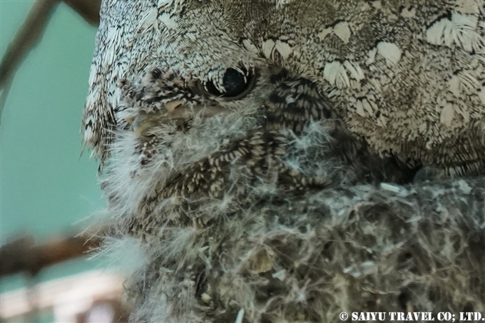 セイロンガマグチヨタカ　巣　オス　雛　Sri Lanka frogmouth　 Ceylon frogmouth (4)