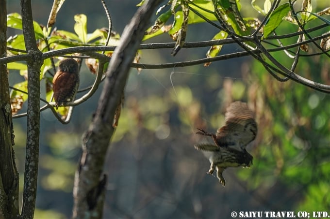 クリスズメフクロウ　Chestnut-backed owlet　スリランカ固有種 (4)