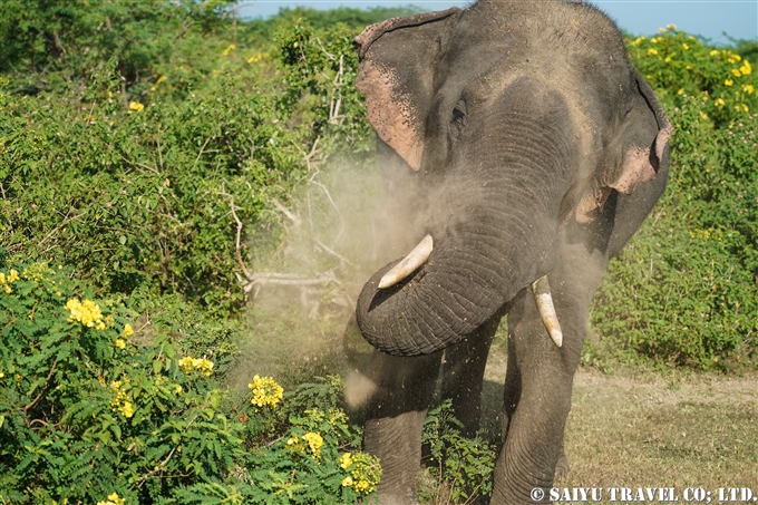 スリランカゾウ セイロンゾウ Sri Lanka Elephant ブンダラ国立公園 Bundala National Park (4)