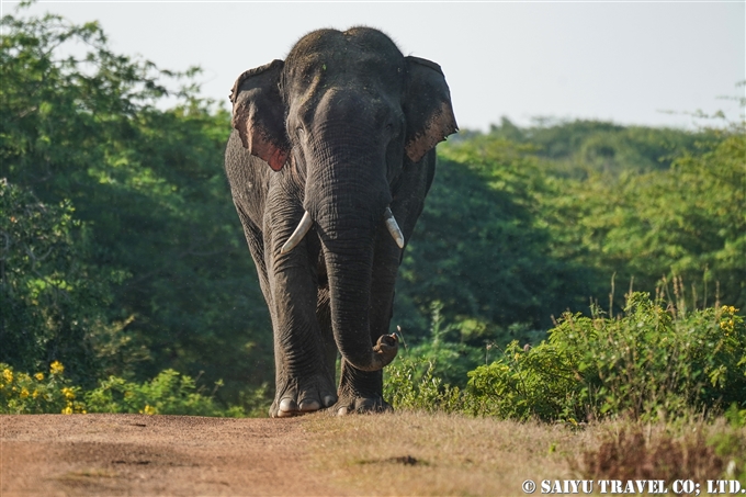 スリランカゾウ セイロンゾウ Sri Lanka Elephant ブンダラ国立公園 Bundala National Park (2)