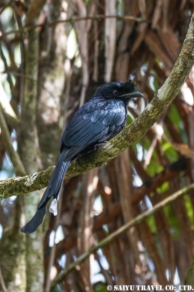 スリランカオウチュウ　Sri Lanka Drongo 　Ceylon crested drongo(3)