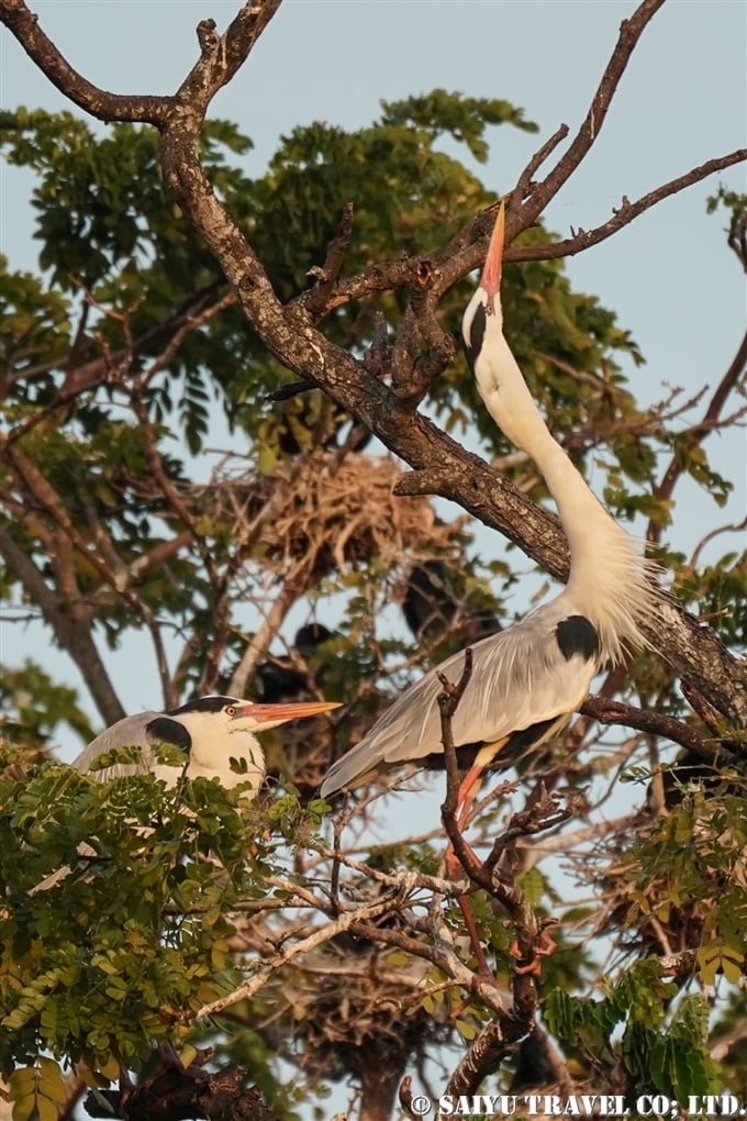 アオサギ Grey Heron Tissa Lake ティッサ湖 (8)