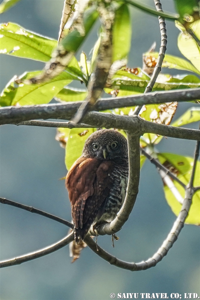 クリスズメフクロウ　Chestnut-backed owlet　スリランカ固有種 (6)