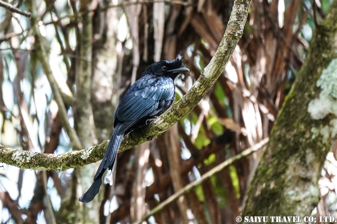 スリランカオウチュウ　Sri Lanka Drongo 　Ceylon crested drongo(2)