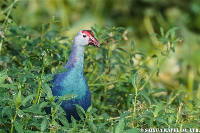 セイケイ Purple Swamphen Tissa Lake ティッサ湖 (1)