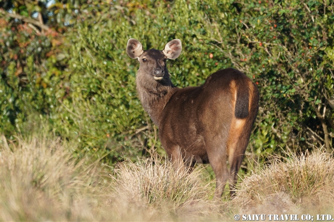 ホートン・プレインズ国立公園 Horton Plains National Park サンバー鹿 (7)