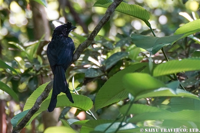 スリランカオウチュウ　Sri Lanka Drongo 　Ceylon crested drongo(1)